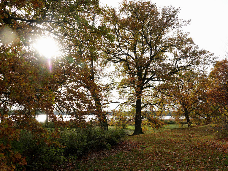 Die Sonne scheint durch herbstliche Bäume an einem See Die Sonne scheint durch herbstliche Bäume an einem See