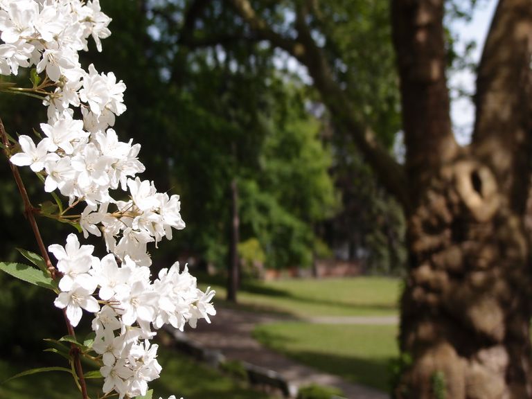 Weiße Blüten an einem Strauch - Trauerangebote des Diakonie Hospiz Wannsee