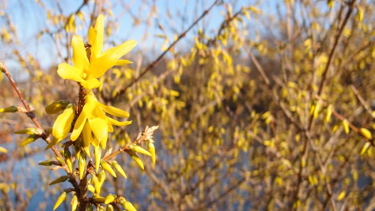 Forsythien-Strauch - Förderverein - Diakonie Hospiz Wannsee Forsythien-Strauch - Förderverein - Diakonie Hospiz Wannsee